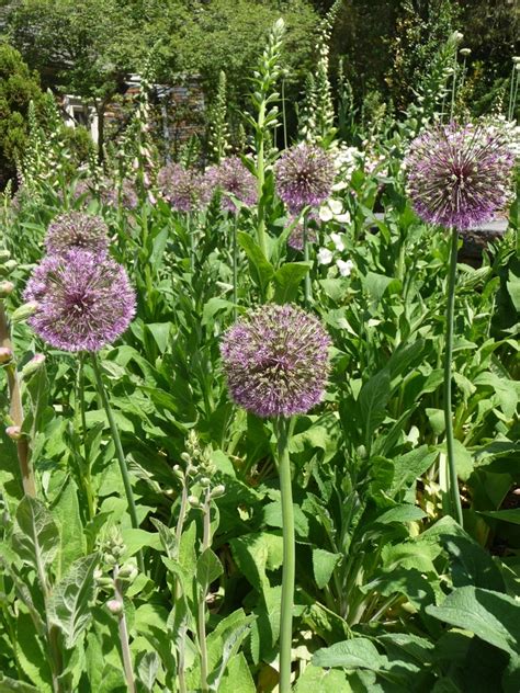 Allium Giganteum Gladiator Ornamental Onion Garden Center Marketing