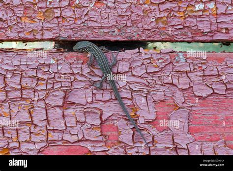 Lizard Climbing Hi Res Stock Photography And Images Alamy