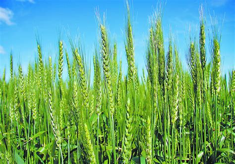 Canada Left Out Of Syngentas Hybrid Wheat Variety Plans The Western