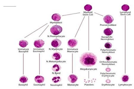 Pathology Chapter 12 The Hematopoietic And Lymphoid System Flashcards