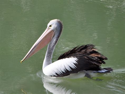 Kostenlose Foto Wasser Natur Vogel Fl Gel Pelikan Seevogel