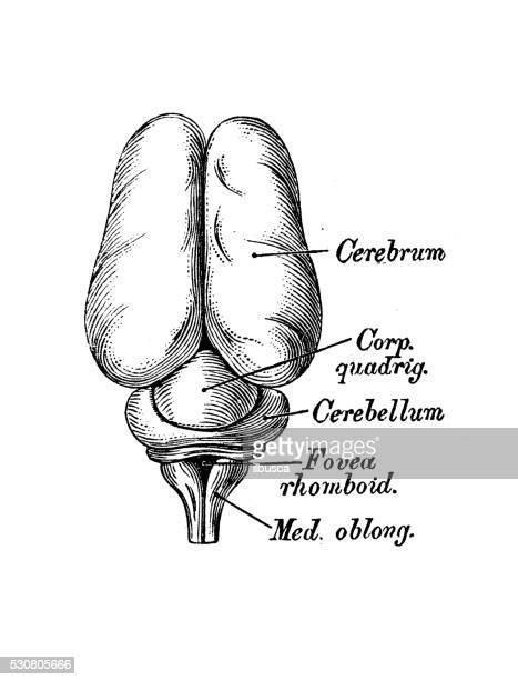 Meninges Drawing Photos And Premium High Res Pictures Getty Images