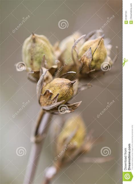 Overblown Flowers in Soft Colors and Background Stock Image - Image of autumn, colors: 91397151