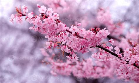 Soft Pastel Color Beautiful Cherry Blossom Sakura Blooming With Fading