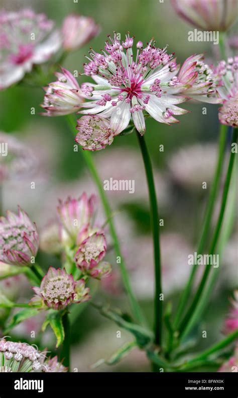 Astrantia Major Var Rosea Georges Form Cultivar Dusky Pink Flowers