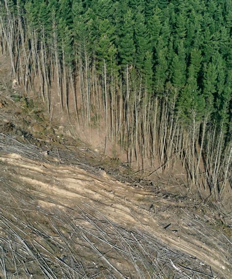 COP26 World Leaders Pledge To End Deforestation By 2030