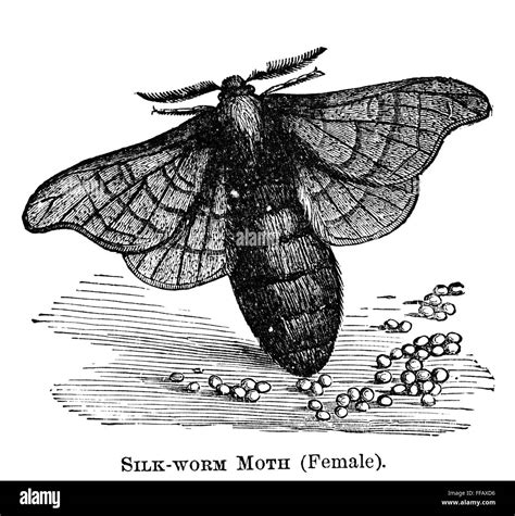 SILKWORM MOTH. /nMature female silkworm moth, laying her eggs. Wood engraving, American, 1873 ...