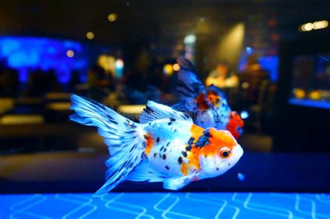 Japanese Goldfish Calico Oranda Bar View From Aquarium Stock Image