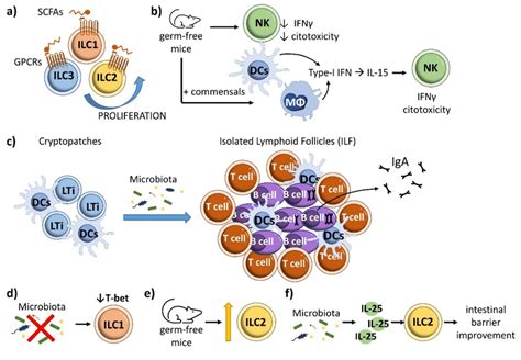 Influence Of Microbiota In Other ILCs In Intestinal Homeostasis A