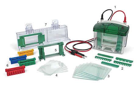 Ready Gel® Precast Gels | Life Science Research | Bio-Rad