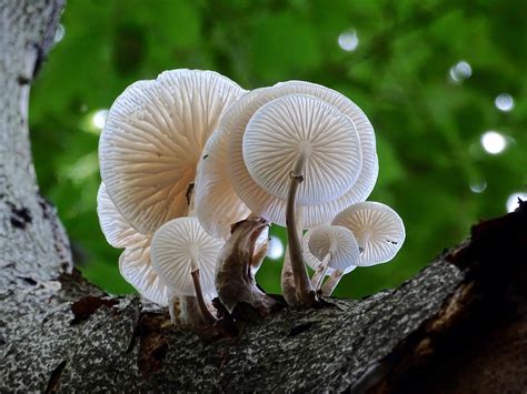 Porseleinzwammen Porcelain Fungus Oudemansiella Mucida Bertie