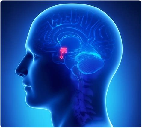 Pituitary Gland Hormones And Functions