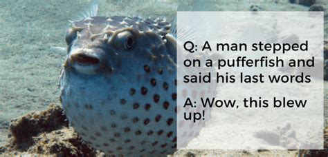 Funny, Adorable And Popular Puffer Fish Memes