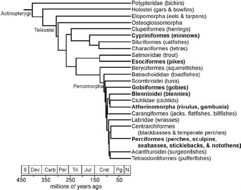 Actinopterygii Phylogenetic Tree