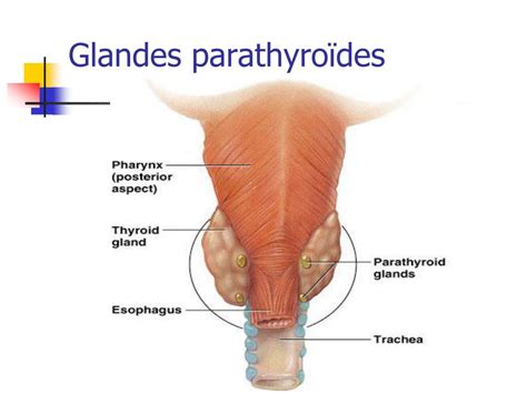 PPT Le métabolisme Phospho calcique PowerPoint Presentation free