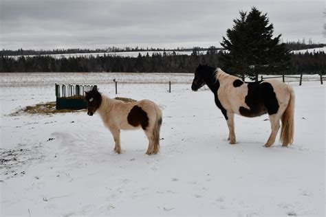 Pei 2023 03 034 Albion Cross Donkey And Cooper Shane Macclure