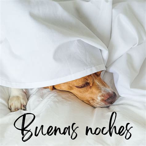 Buenas Noches Perros Fotos De Perros Para Whatsapp GRATIS