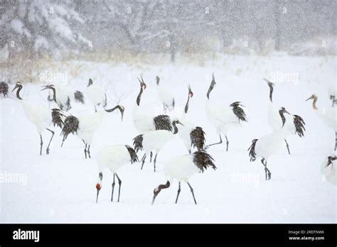 Red Crowned Cranes Kushiro Shitsugen National Park Hokkaido