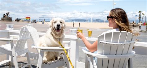 Dog Friendly Bars In Socal Golden State