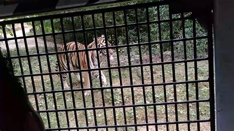 Zoobic Safari Tiger Encounter Youtube