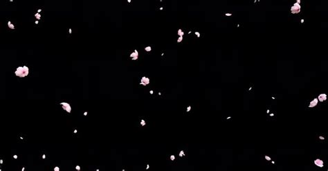 Falling Cherry Blossom 4K, Stock Video - Envato Elements