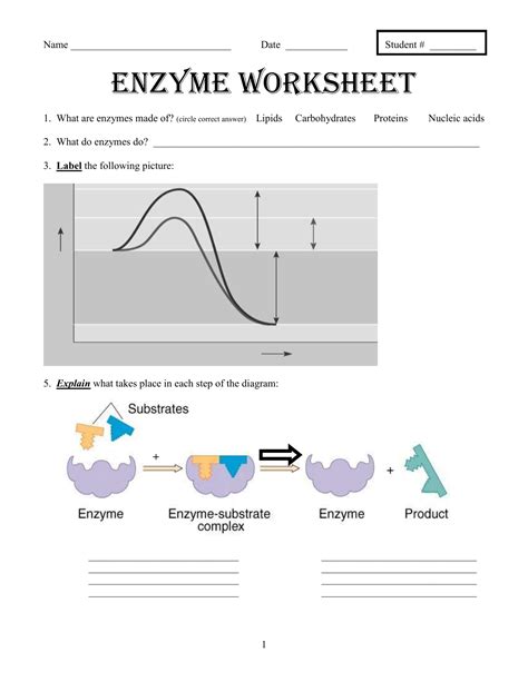 Enzymes Gcse Biology Exam Questions