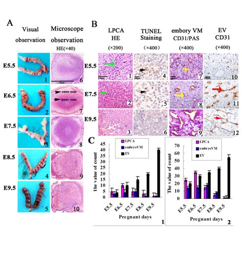 Evidence Of Linearly Patterned Cell Apoptosis And Embryo Vasculogenic