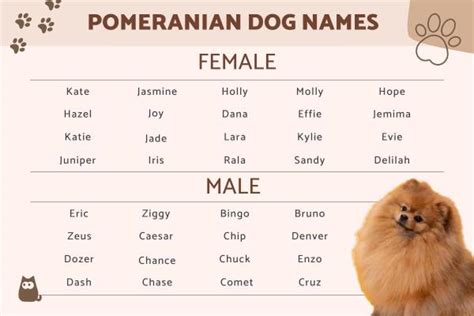 300 Pomeranian Dog Names for Male and Female Dogs