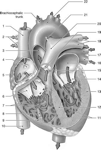 Chapter 20 The Heart Flashcards Quizlet