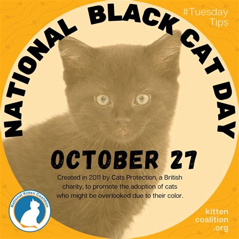 Celebrating Mini Panthers: National Black Cat Day - National Kitten ...