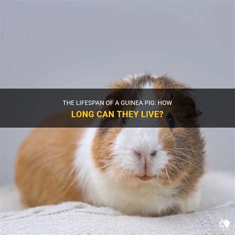 The Lifespan Of A Guinea Pig How Long Can They Live Petshun