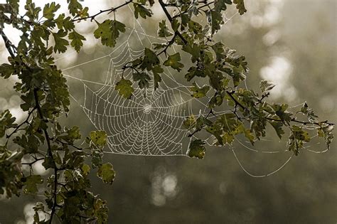 Cobweb Tree Web Free Photo On Pixabay Pixabay