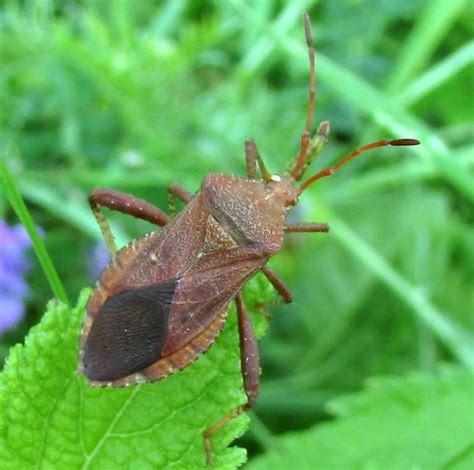 Western Conifer Seed Bug Euthochtha Galeator BugGuide Net