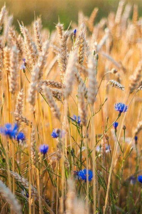 Fiori Gialli Spontanei Nei Campi Castelluccio Di Norcia La Fioritura