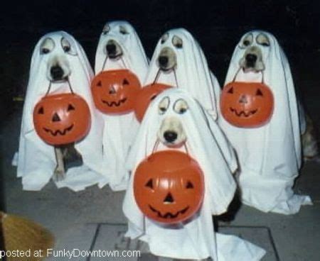 Fina Halloween Kostymer – Gloop