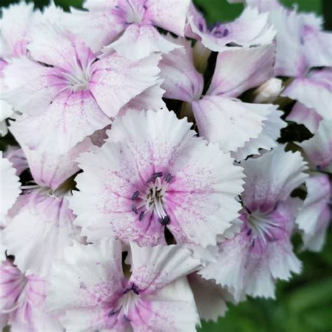 Dianthus Chinensis X Barbatus Dianthus Uploaded By Louisesimpson