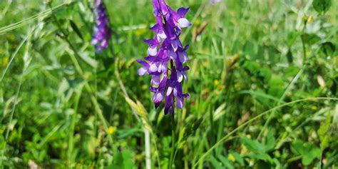 Vetch Varieties | South Australian Seed Marketers