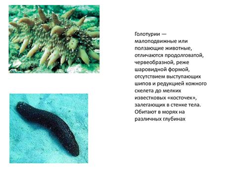 Тип Иглокожие - online presentation