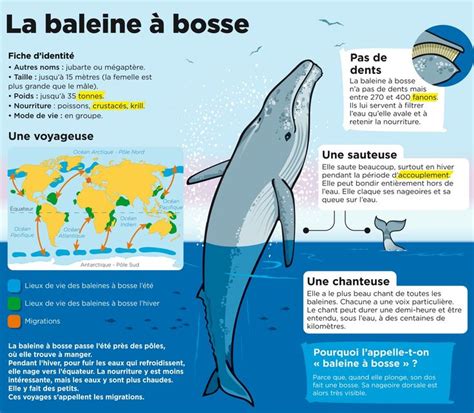 La Baleine Bosse Baleine Bosse Baleine Culture G N Rale