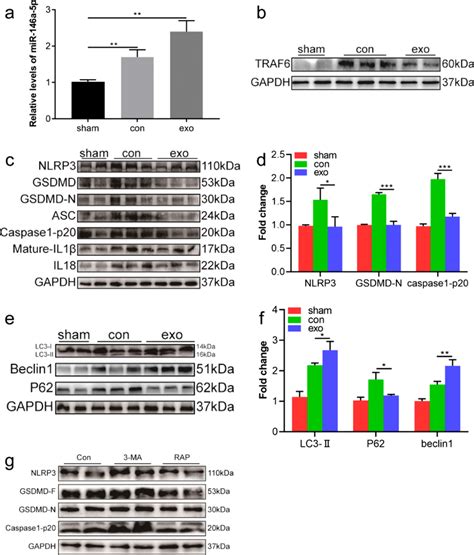 Huc Mscs Derived Exosomes Inhibited Pyroptosis Through Promoting