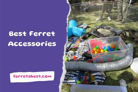 Best Ferret accessories | Ferrets Best