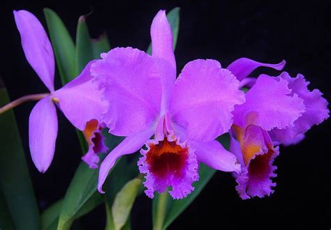 Cattleya percivaliana 'Albert's' | Cattleya, Exotic flowers, Orchid photo