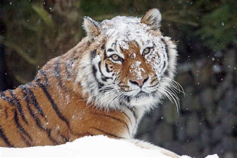 Free Picture Wildlife Nature Predator Cat Wild Animal Tiger Feline