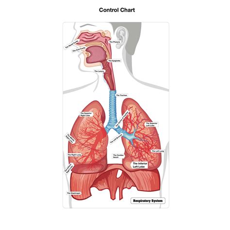 El Rompecabezas Del Sistema Respiratorio Aprendizaje De La Ciencia