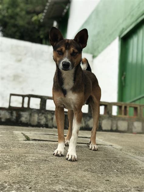 Pin De Eduard Mauricio Hoyos Agudelo En Perros Colombianos Perros