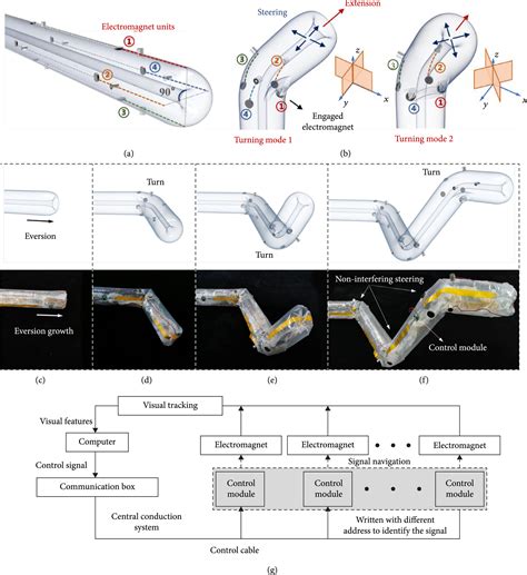 A Bioinspired Soft Robot Combining The Growth Adaptability Of Vine