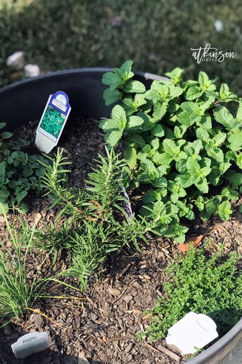 Keeping Cut Herbs Fresh The Easy Way Atkinson Drive