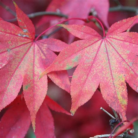 Buy Japanese Maple Acer Palmatum Osakazuki £2999 Delivery By Crocus