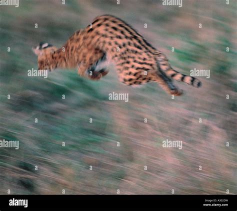 Servalkatze Springt Fotos Und Bildmaterial In Hoher Aufl Sung Alamy