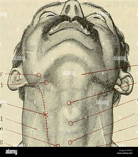 Cunningham de libro de texto de anatomía Anatomía 1386 SUEFACE Y